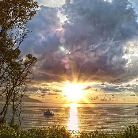 Viticcio Aurora E Fiorita - Goelba